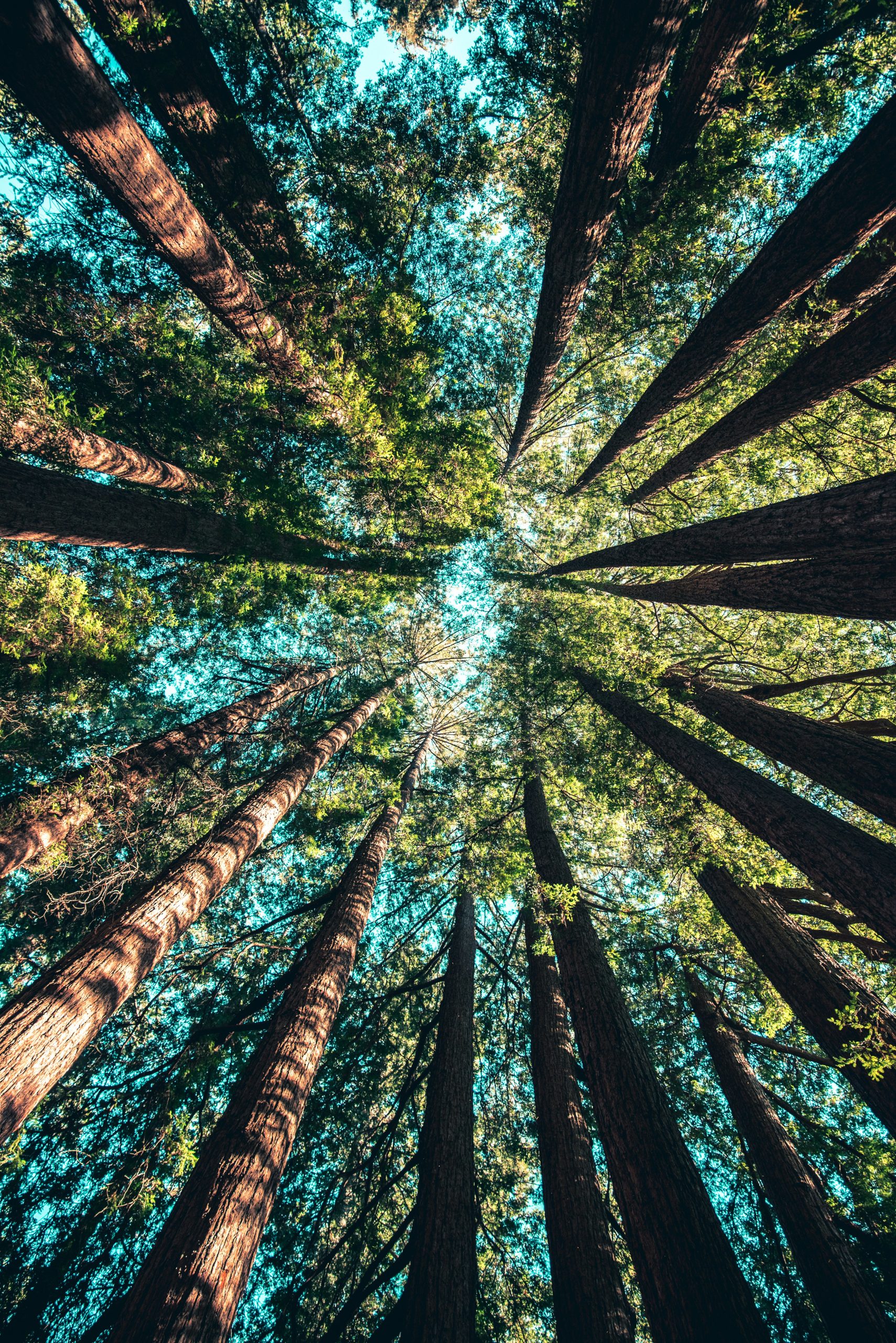 View of tall conifer trees, likely redwoods, looking up towards the sky.