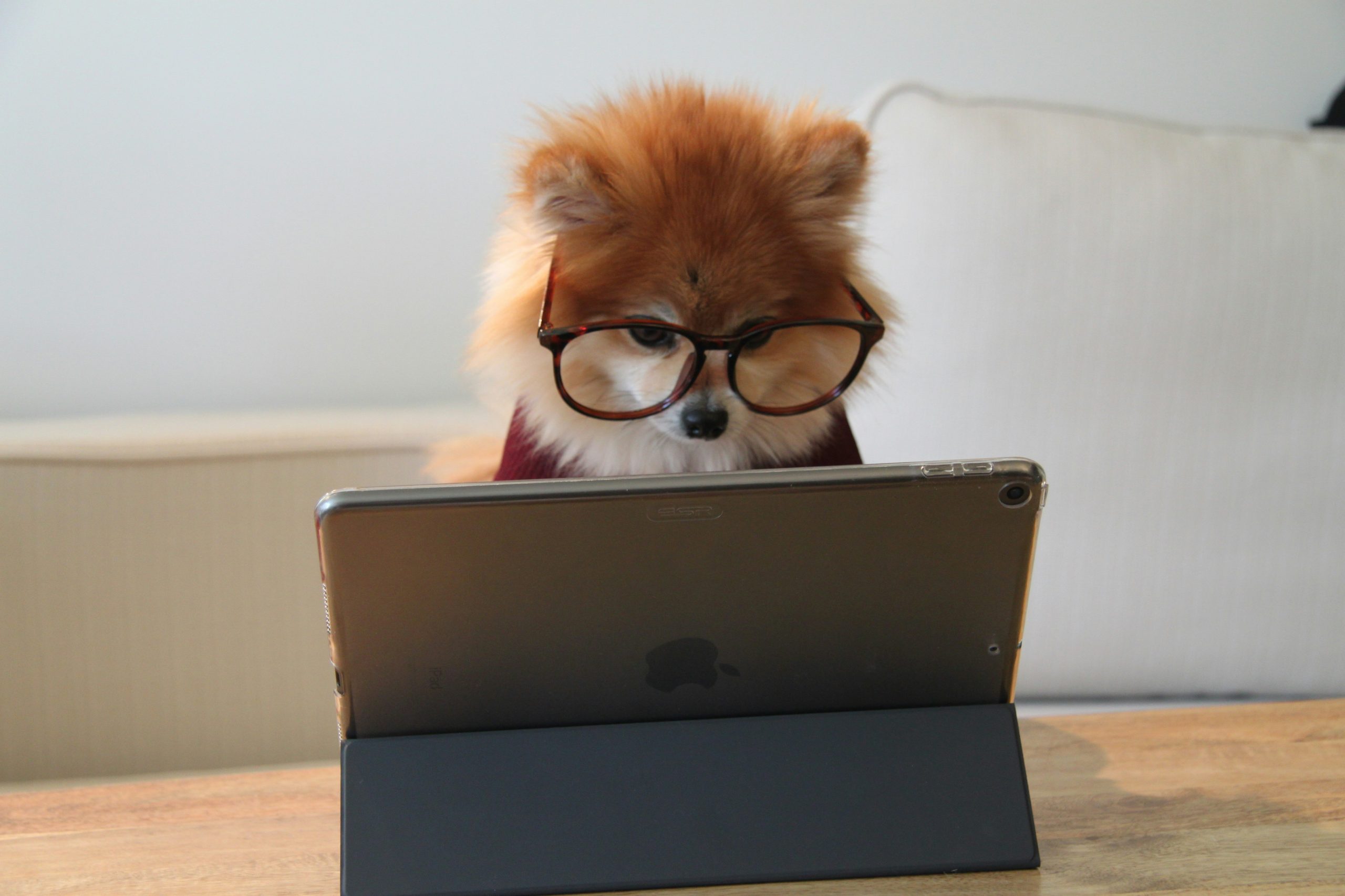 A Pomeranian dog is wearing glasses while sitting in front of a tablet.