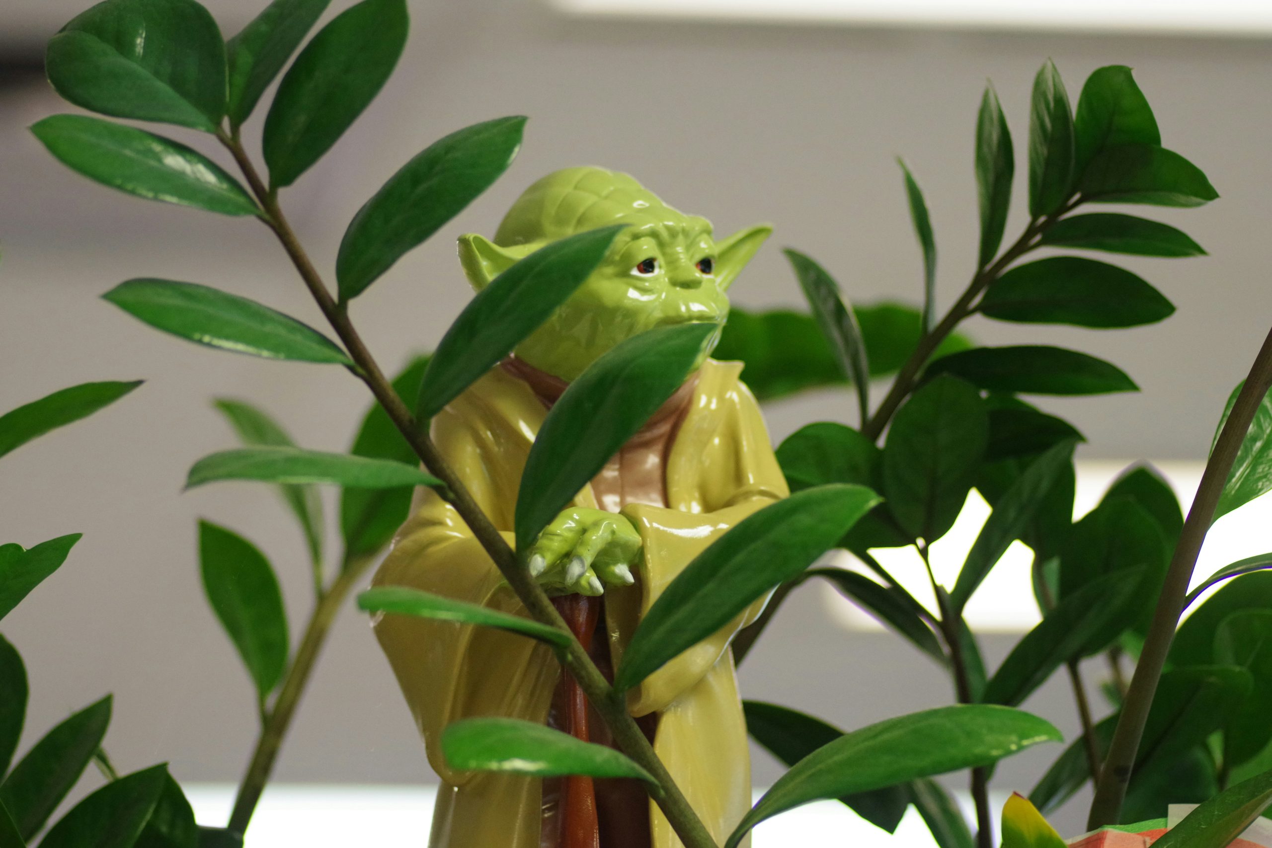 A small Yoda figure is partially hidden in a houseplant.